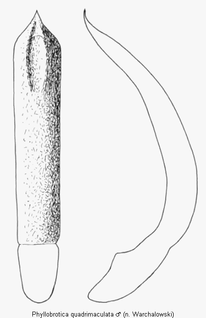 phyllobrotica_quadrimaculata.gif