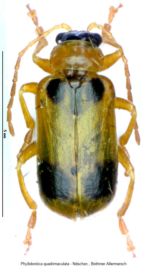 phyllobrotica_quadrimaculata_hab.jpg