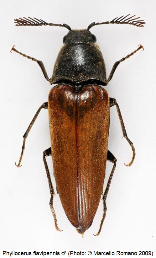phyllocerus_flavipennis_m_hab.jpg