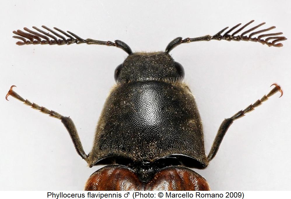 phyllocerus_flavipennis_m_vk.jpg