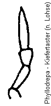 phyllodrepa_kfts.gif