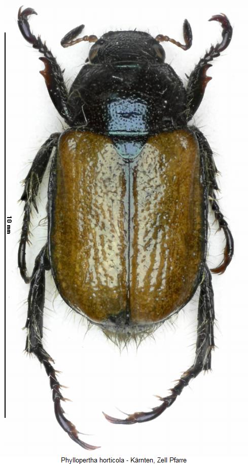 phyllopertha_horticola_hab.jpg
