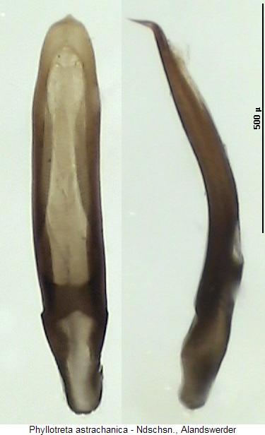 phyllotreta_astrachanica.jpg