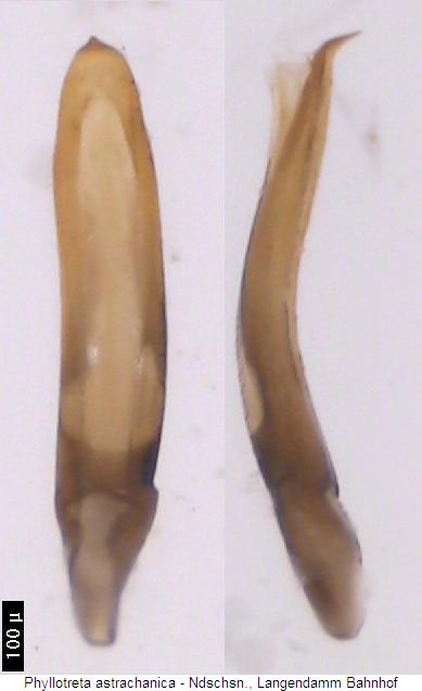 phyllotreta_astrachanica2.jpg