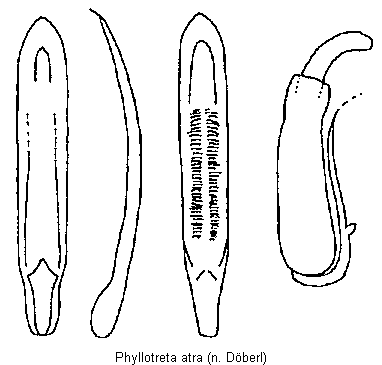 phyllotreta_atra.gif