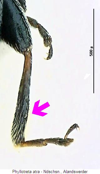phyllotreta_atra_hschn.jpg