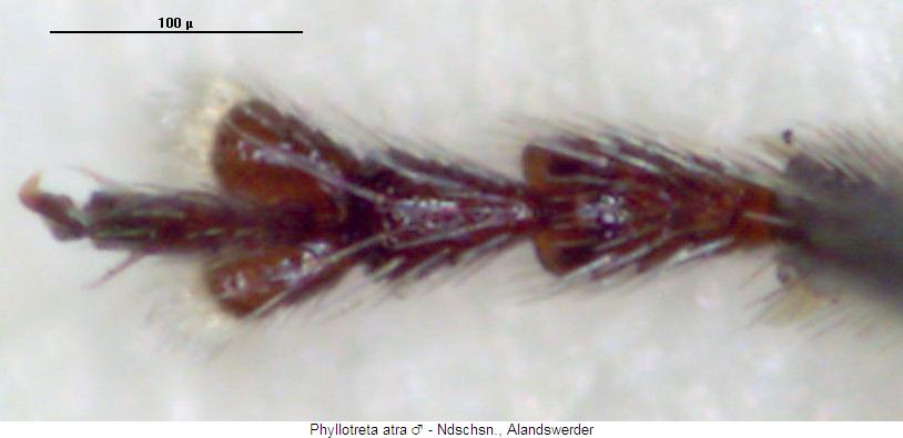 phyllotreta_atra_tr.jpg