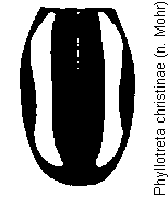 phyllotreta_christinae_fld.gif