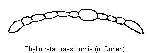 phyllotreta_crassicornis_f.gif