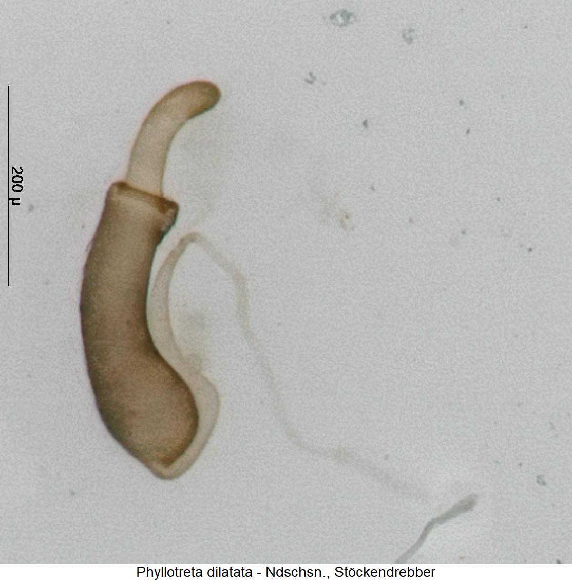 phyllotreta_dilatata_sperm.jpg