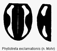 phyllotreta_exclamationis_fld.gif