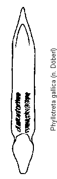 phyllotreta_gallica.gif