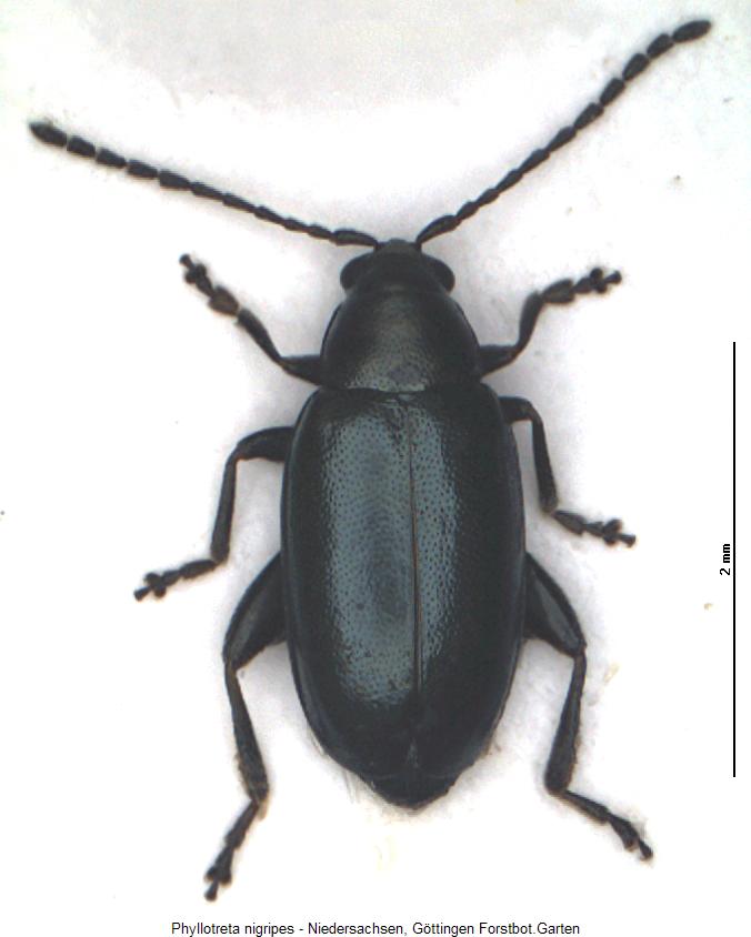 phyllotreta_nigripes_hab.jpg