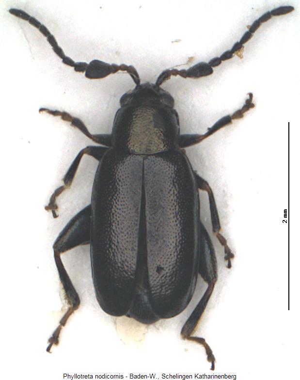 phyllotreta_nodicornis_hab.jpg