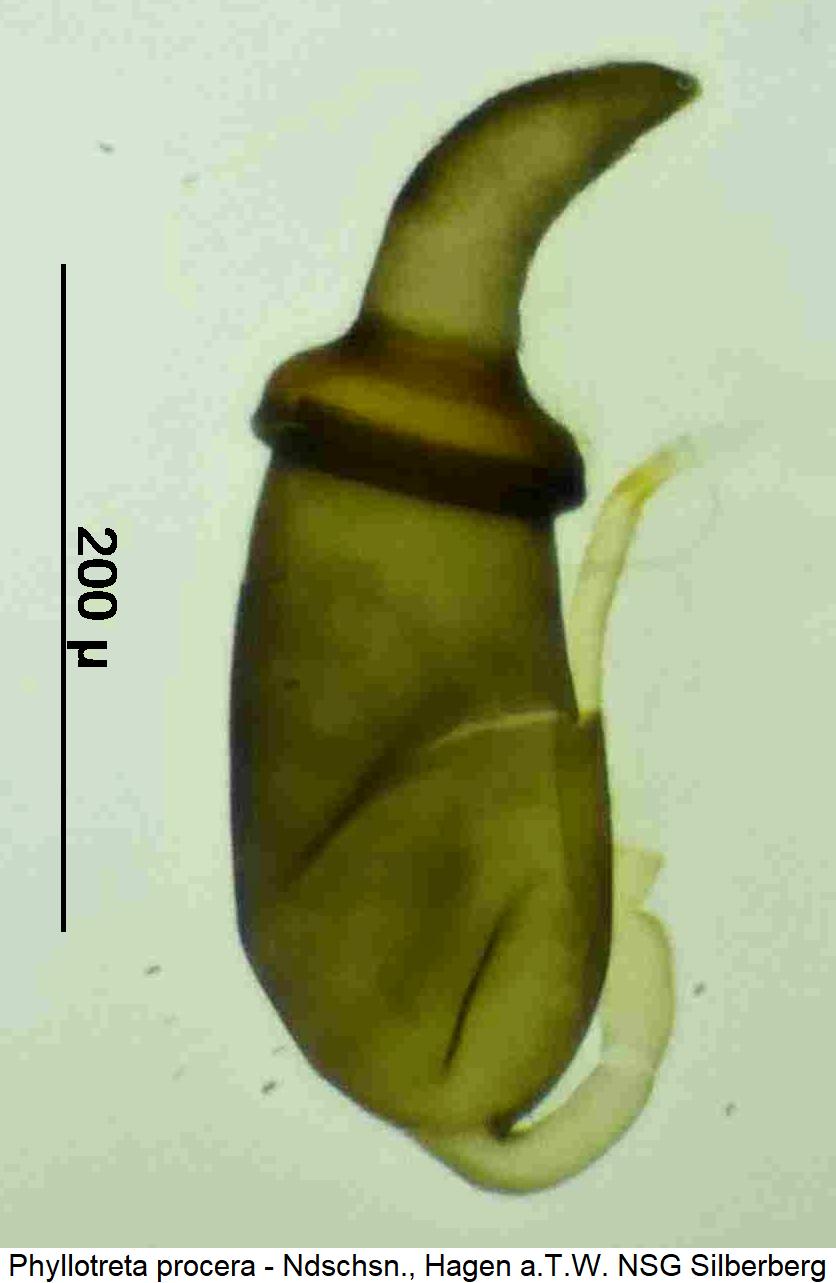 phyllotreta_procera_sperm.jpg