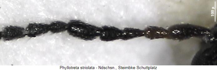 phyllotreta_striolata_flr.jpg