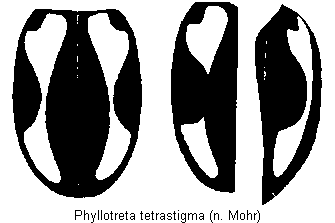 phyllotreta_tetrastigma_fld.gif