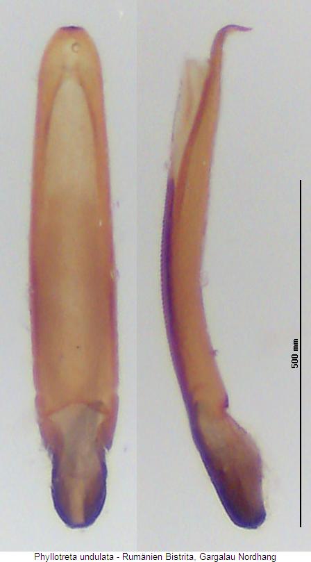 phyllotreta_undulata.jpg