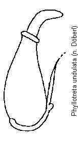 phyllotreta_undulata_sperm.gif