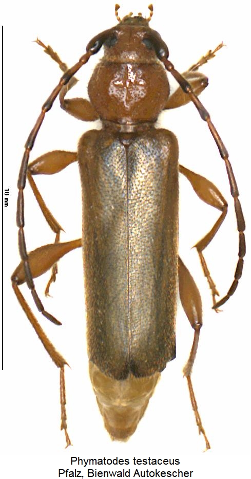 phymatodes_testaceus_hab.jpg