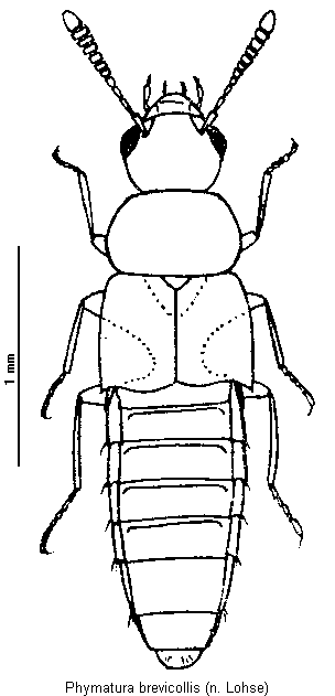 phymatura_brevicollis_hab.gif