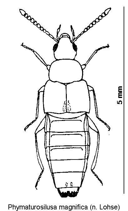 phymaturosilusa_magnifica_hab.gif