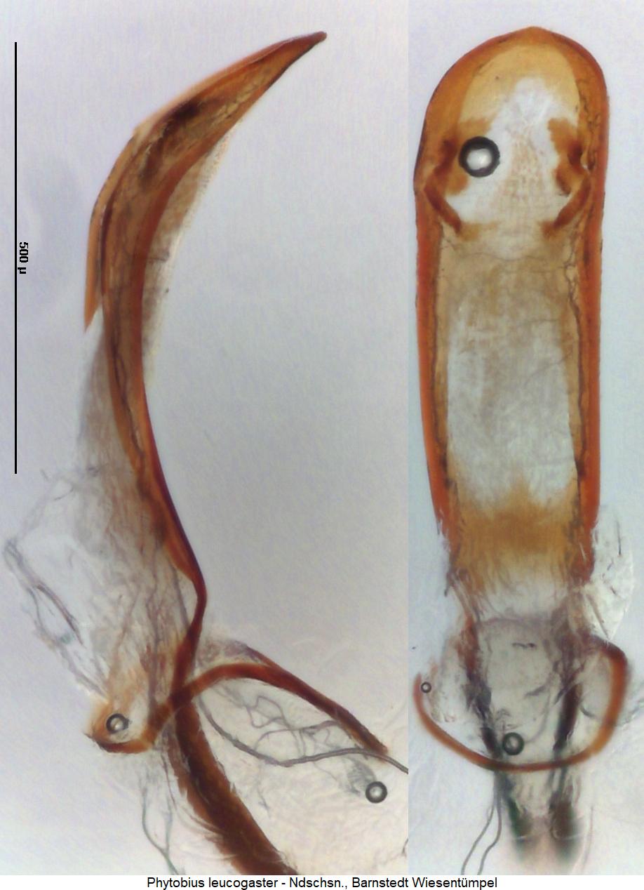 phytobius_leucogaster.jpg