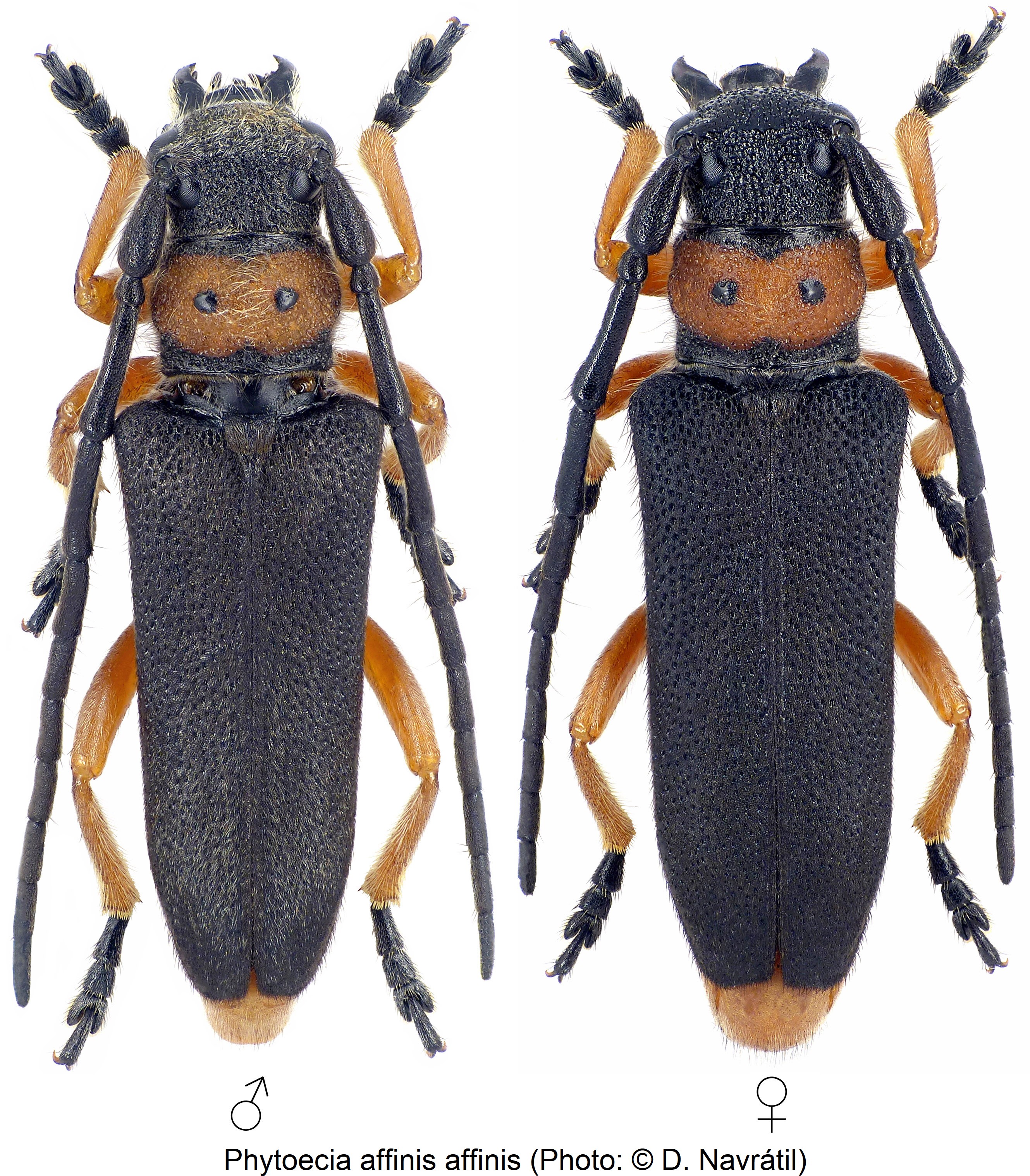phytoecia_affinis_hab-1.jpg