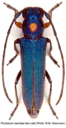 phytoecia_baccueti_hab.jpg