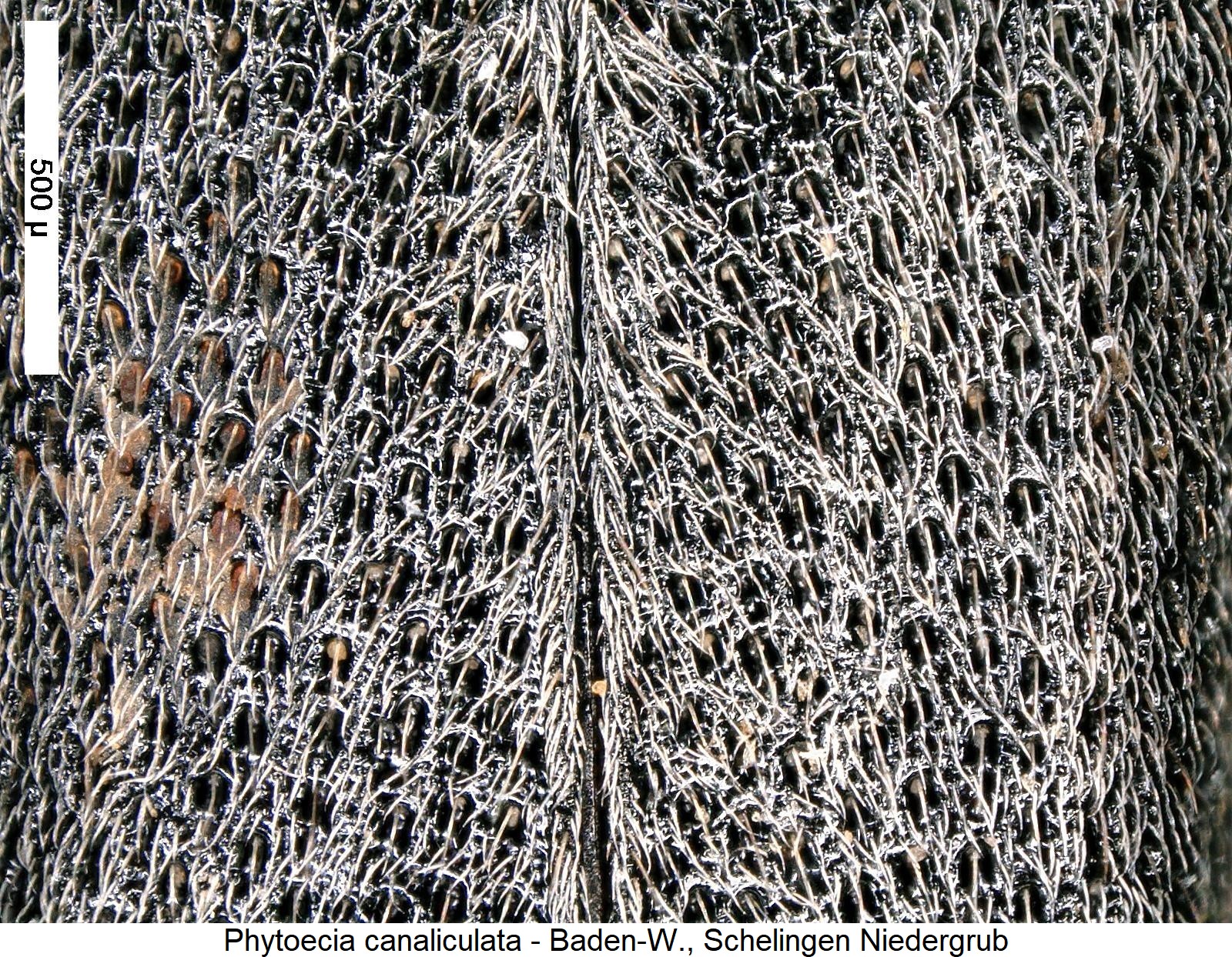 phytoecia_canaliculata_int.jpg