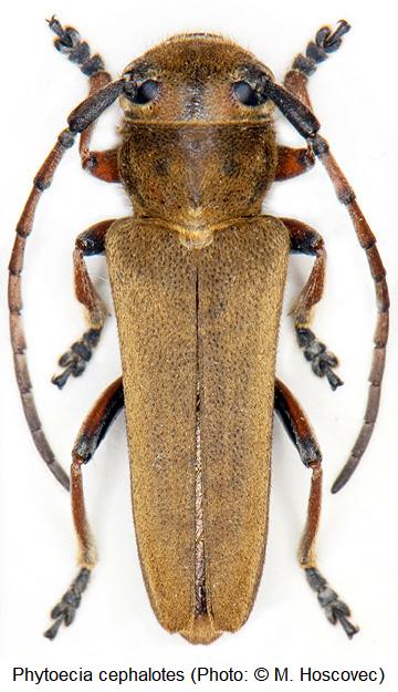 phytoecia_cephalotes_hab.jpg