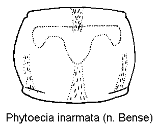 phytoecia_inarmata_hsch.gif