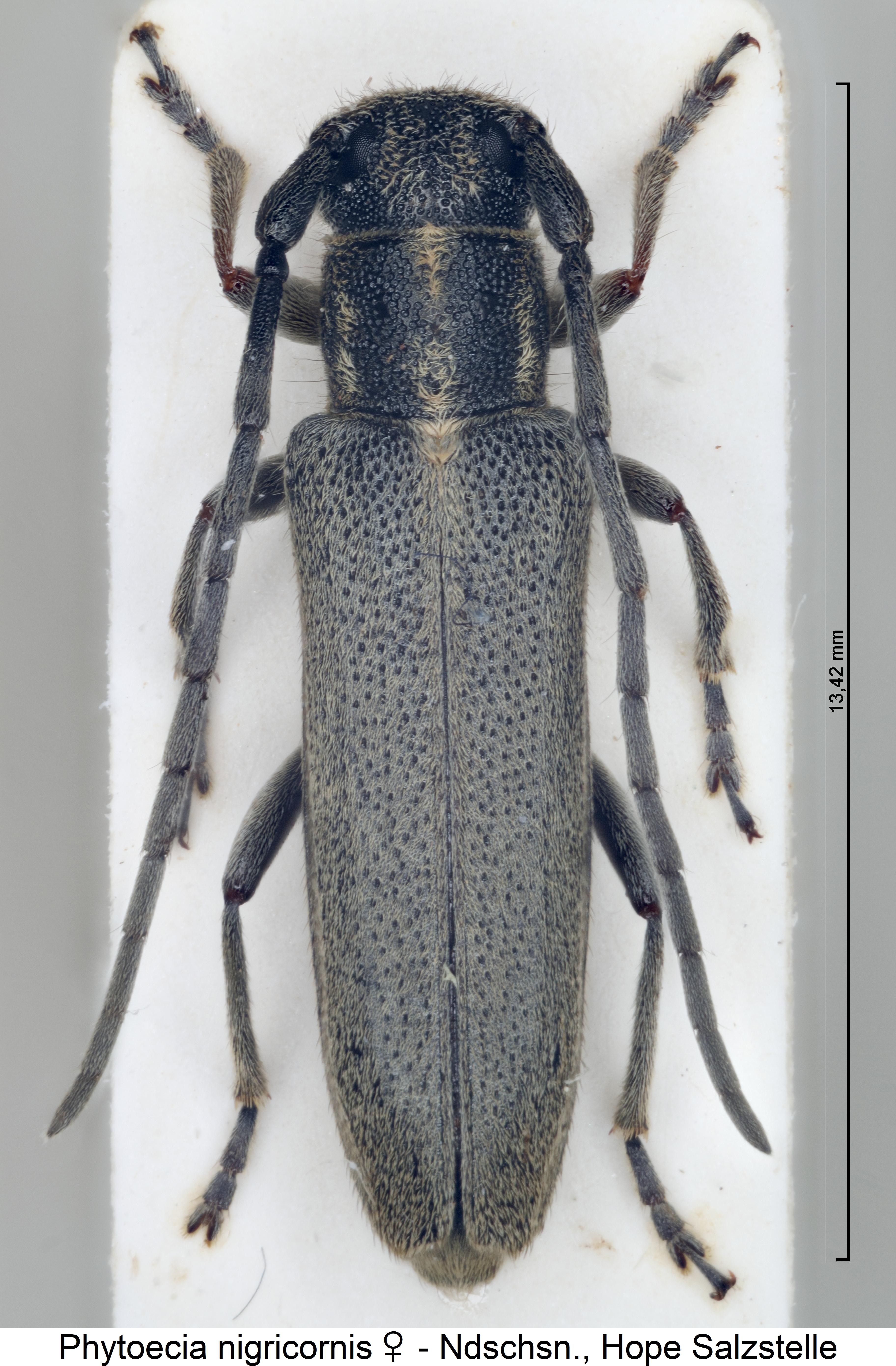 phytoecia_nigricornis_hab.jpg