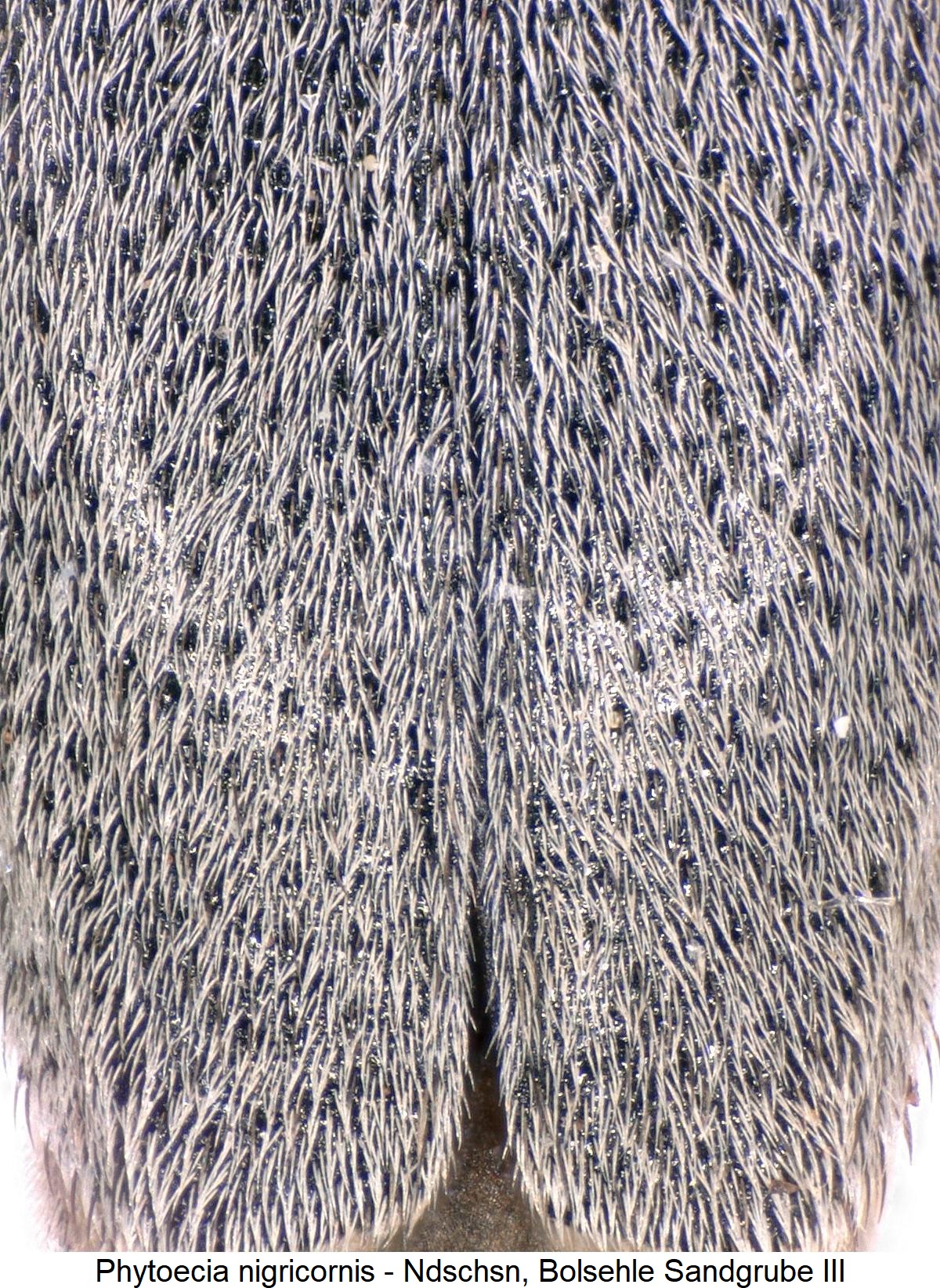 phytoecia_nigricornis_int2.jpg