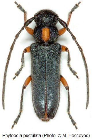 phytoecia_pustulata_hab.jpg
