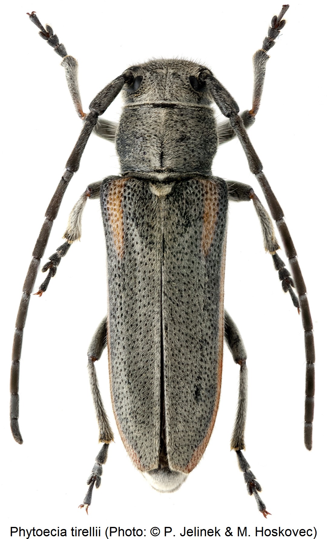 phytoecia_tirellii_hab.jpg