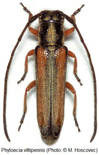 phytoecia_vittipennis_hab.jpg