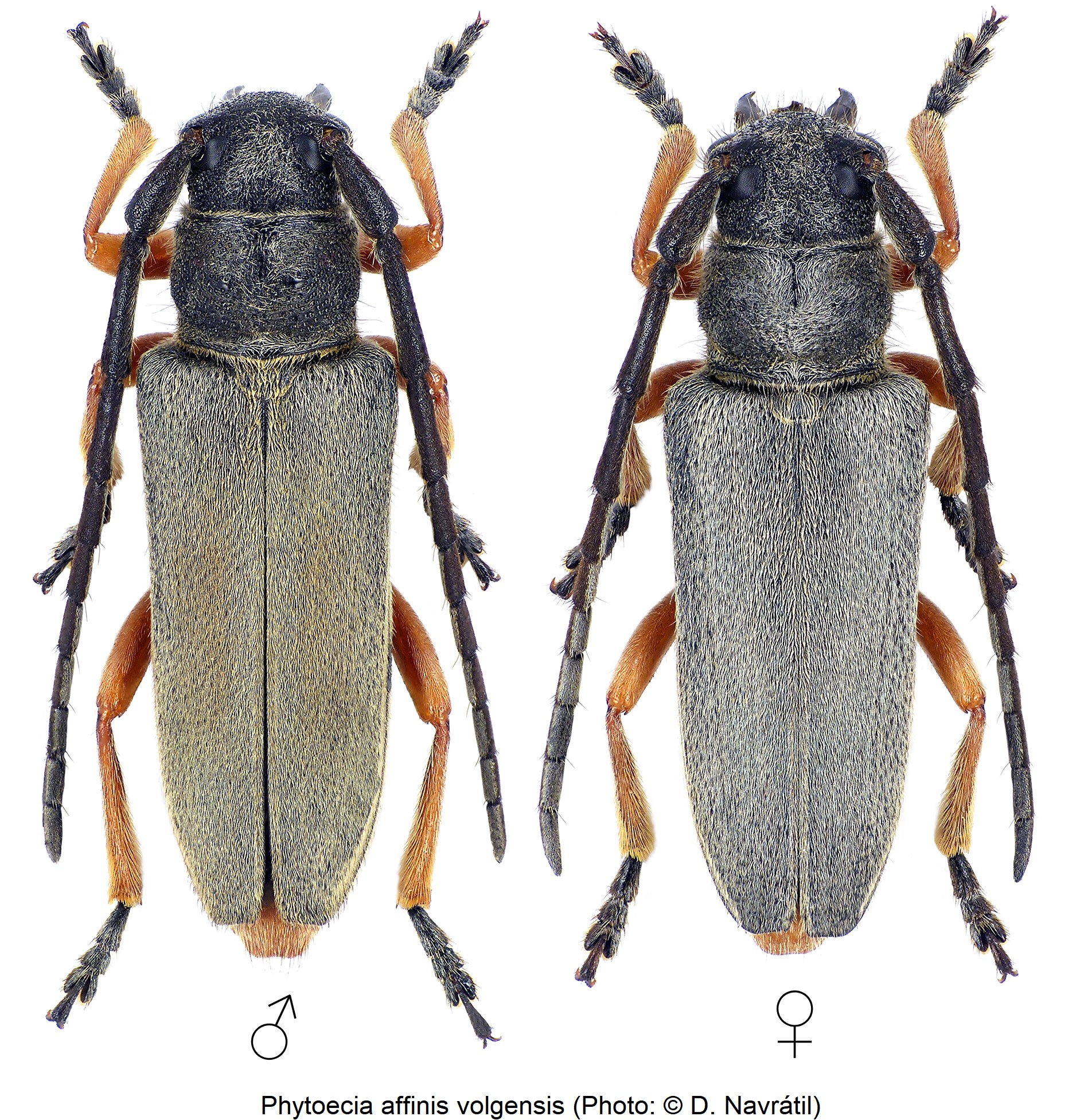 phytoecia_volgensis_hab.jpg