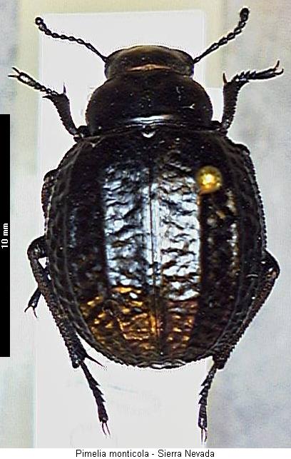 pimelia_monticola_hab.jpg