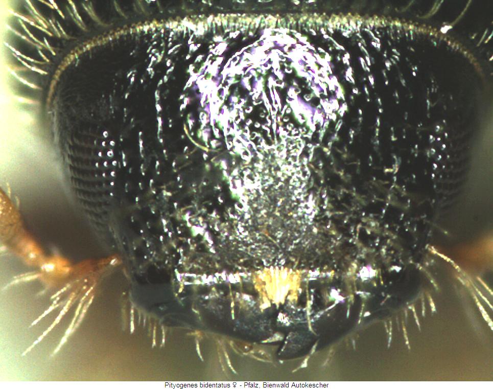 pityogenes_bidentatus_k.jpg