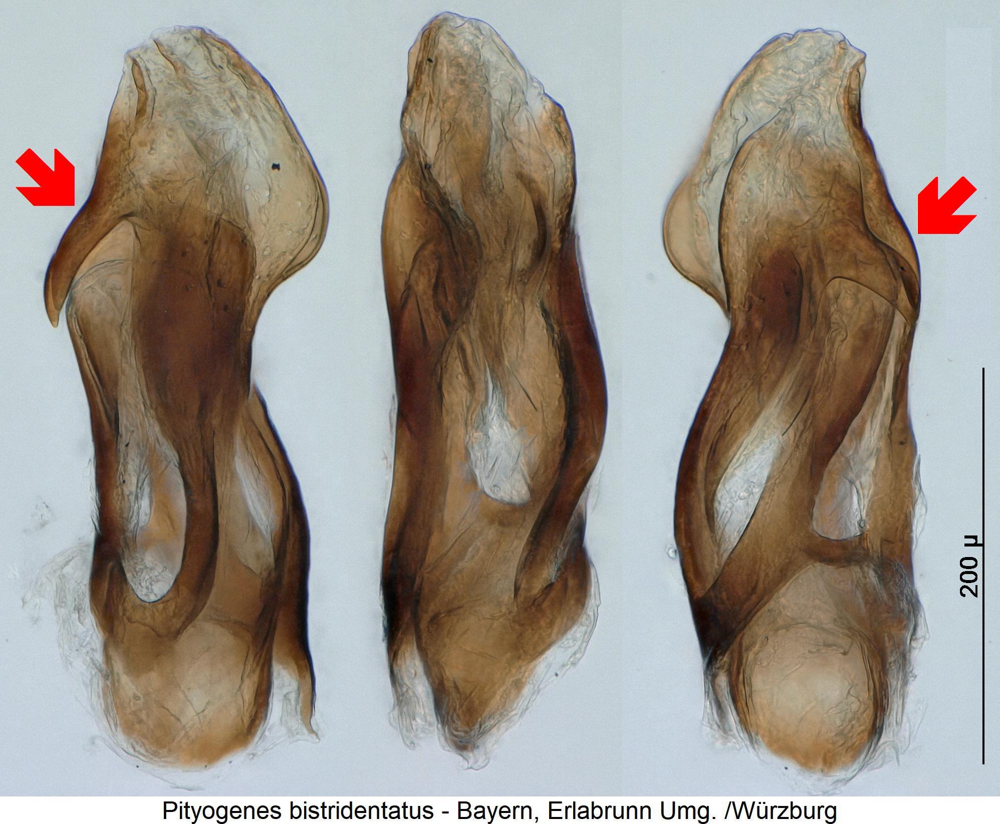pityogenes_bistridentatus2.jpg