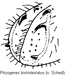 pityogenes_bistridentatus_fld.gif