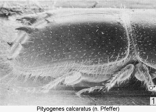 pityogenes_calcaratus_sa.gif