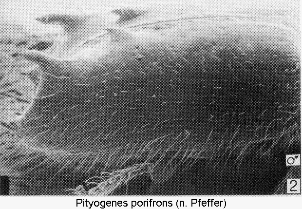 pityogenes_porifrons_sa.gif