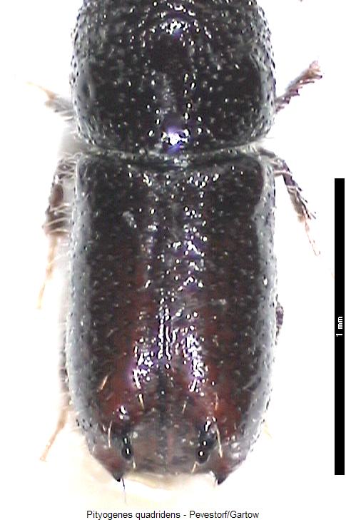 pityogenes_quadridens_fld2.jpg