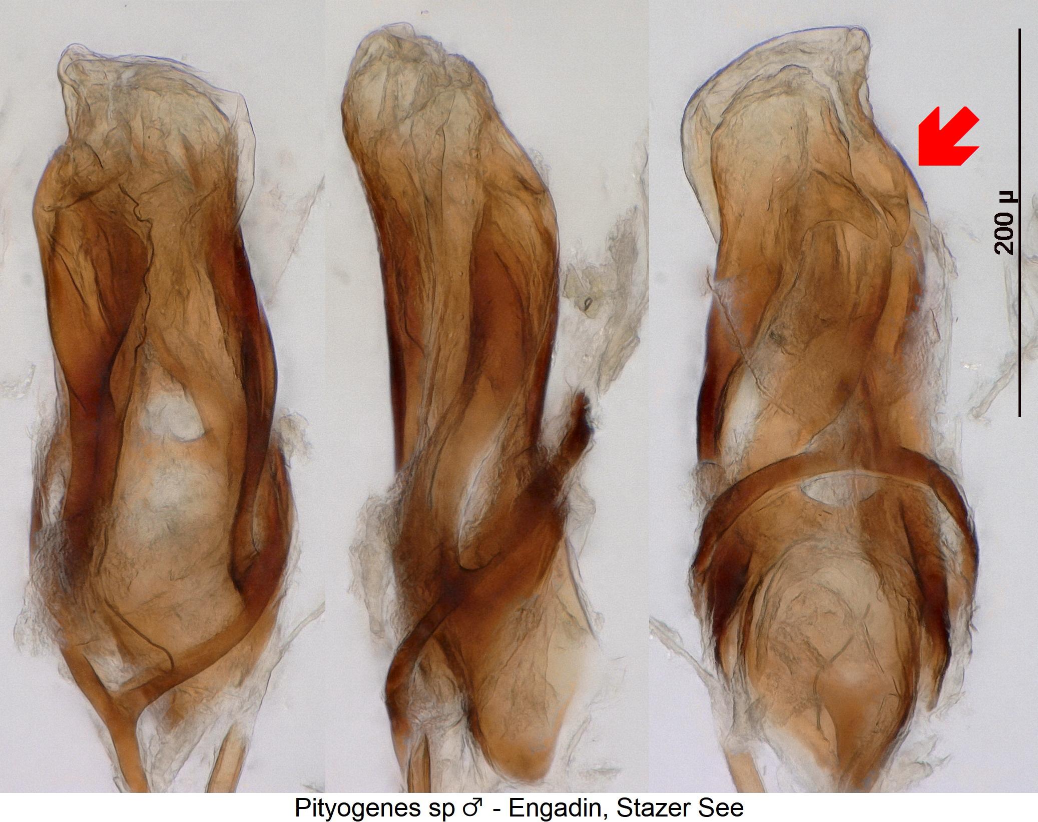 pityogenes_sp.jpg