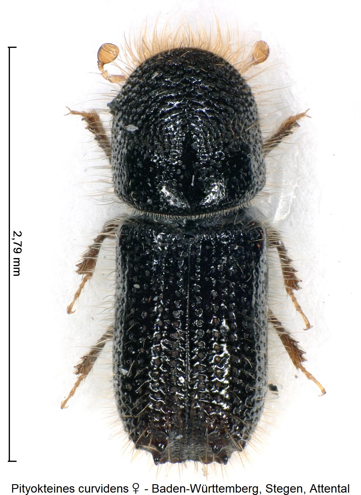 pityokteines_curvidens_w_hab.jpg