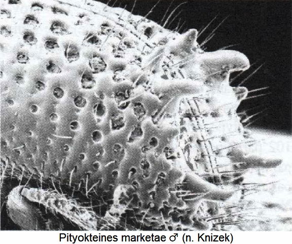pityokteines_marketae_m_dec.jpg