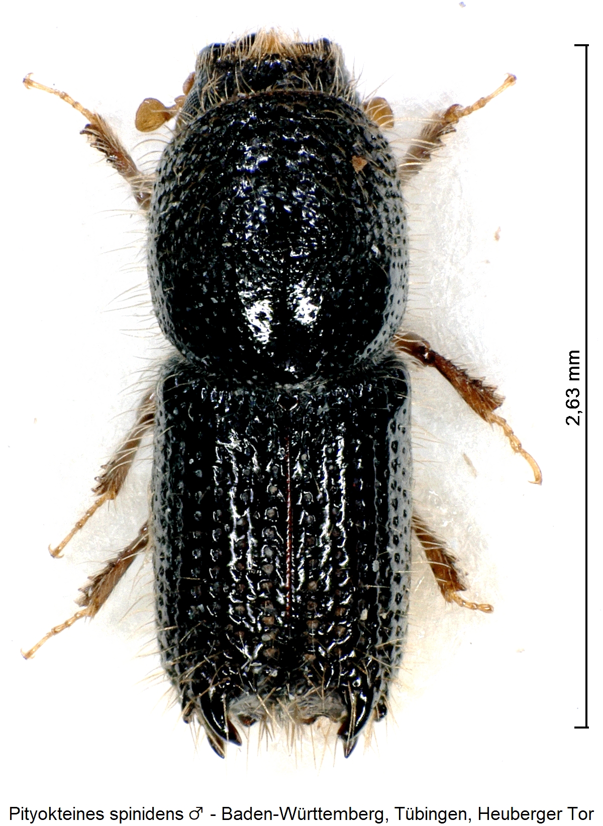 pityokteines_spinidens_m_hab.jpg