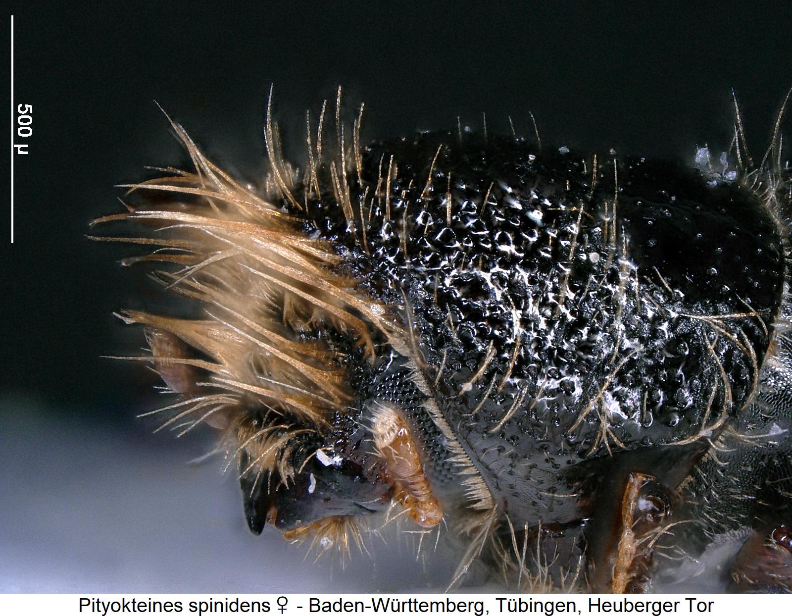 pityokteines_spinidens_w_vk1.jpg